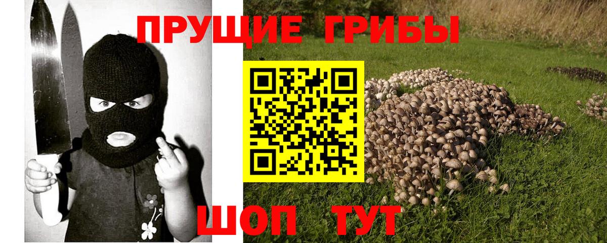 Псилоцибиновые грибы Cubensis Саяногорск